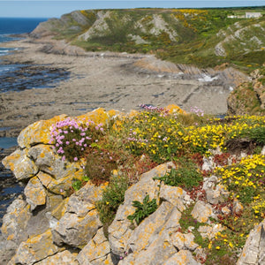 Coastal Meadow Seed Mix