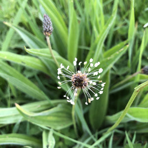 Basic Wildflower Meadow Seed Mix