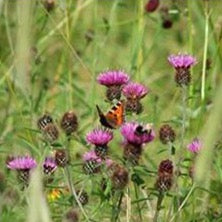 Wildflowers for loamy soils