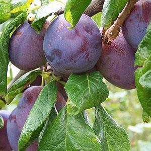 Plum Tree - Marjorie's Seedling