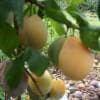 Plum Tree - Yellow Pershore