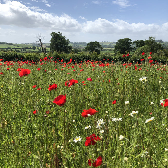 Poppies as nurse for meadow mix