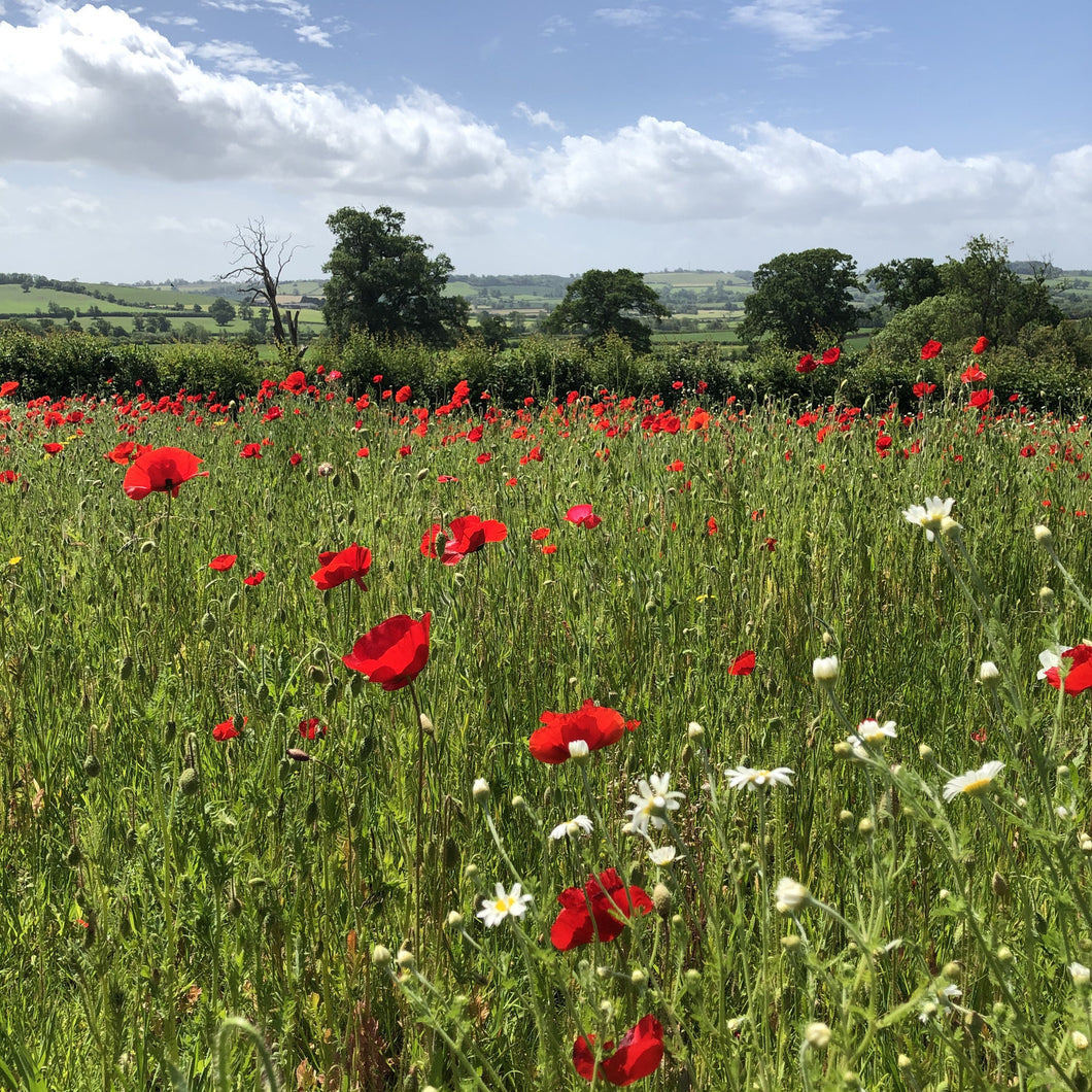 Poppies as nurse for meadow mix