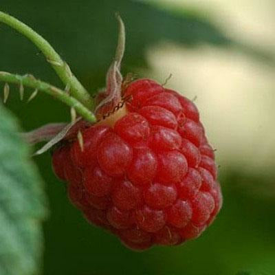 Raspberries (Rubus idaeus) 