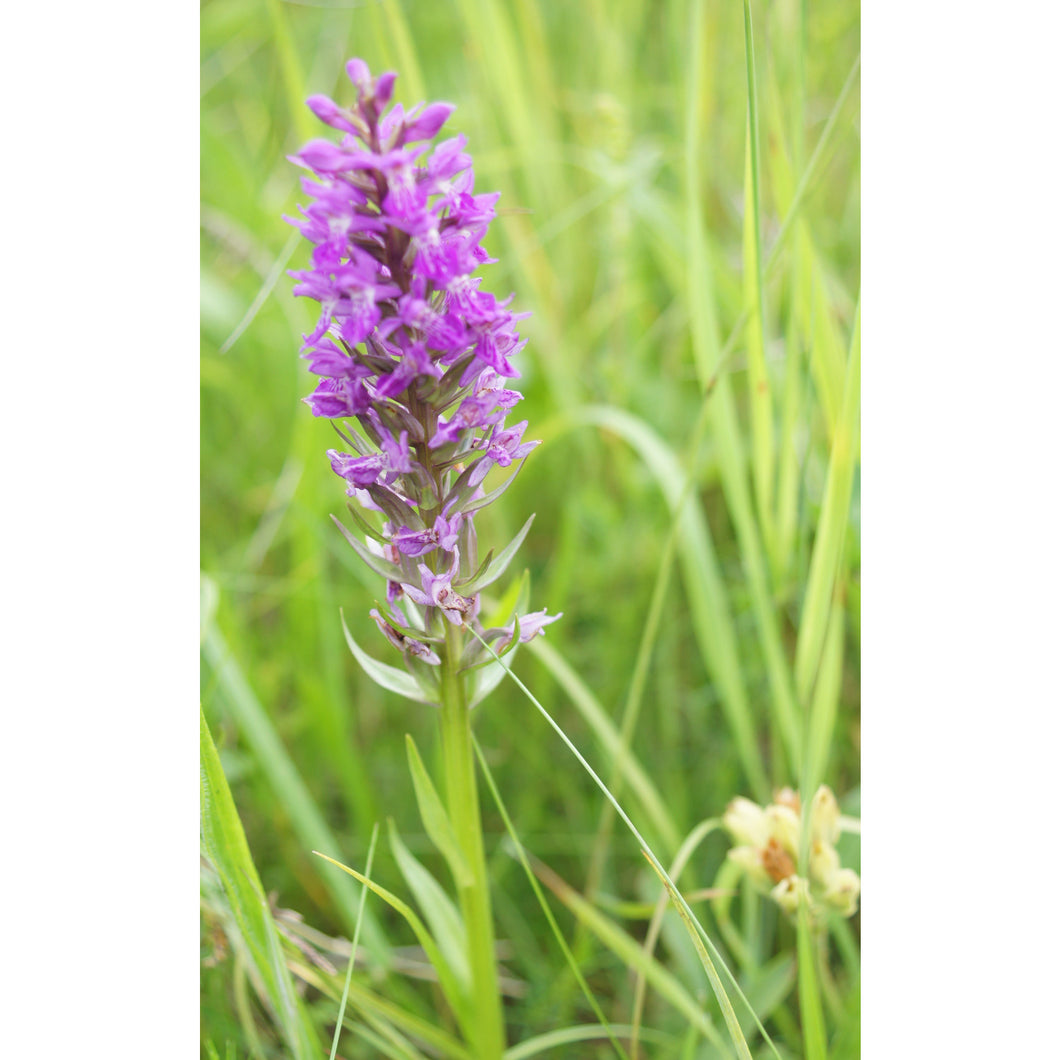 Orchid: Southern marsh (Dactylorhiza praetermissa)