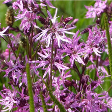 Load image into Gallery viewer, Ragged robin