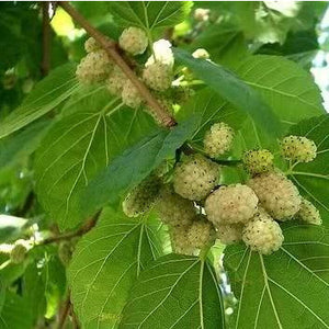 Mulberry Tree - White Mulberry (Morus alba)
