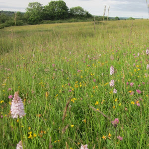 Welsh meadow seed mix